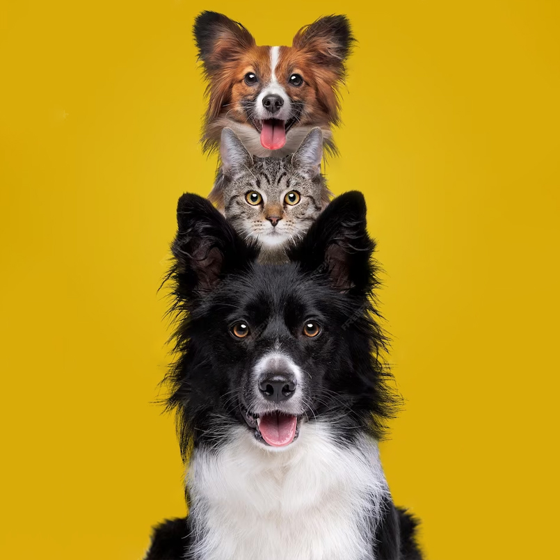 Pets